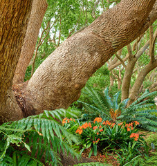 Green ferns and big wild trees growing in lush Kirstenbosch Botanical Gardens in Cape Town on a sunny day outdoors in spring. Closeup of vibrant orange flowers and leafy plants blooming in nature