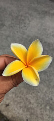 A Hand Holding a Frangipani Flower