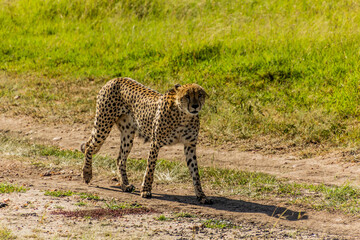 Cheetah in Masai Mara National Reserve, Kenya