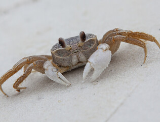 crab on the white sand 