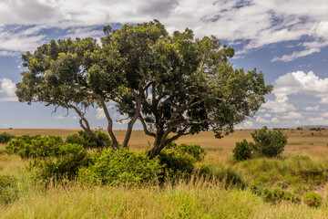 Tree in Masai Mara National Reserve, Kenya