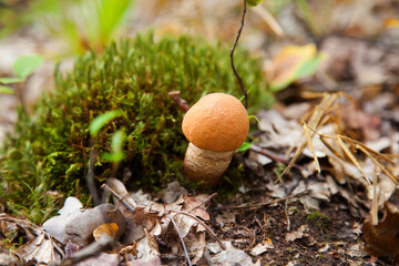 Single red boletus mushroom in the wild. Red boletus mushroom grows on the forest floor at autumn season..