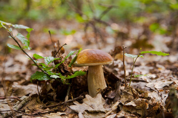 Single Boletus mushroom in the wild. Porcini mushroom grows on the forest floor at autumn season..