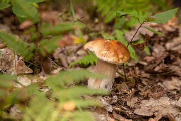 Boletus mushroom in the wild. Porcini mushroom grows on the forest floor at autumn season..