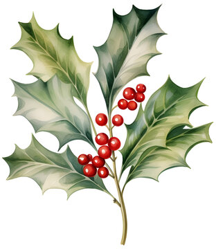 Christmas Holly branch with red berries Watercolor background. Watercolor berries set with ilex aquifolium leaves painted with watercolors on white background.