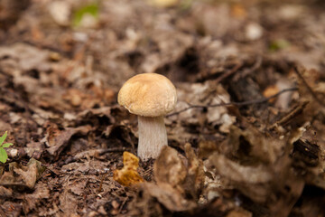 Single Boletus mushroom in the wild. Porcini mushroom grows on the forest floor at autumn season..