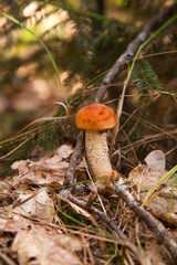 Red boletus mushroom in the wild. Red boletus mushroom grows in pine tree forest at autumn season..