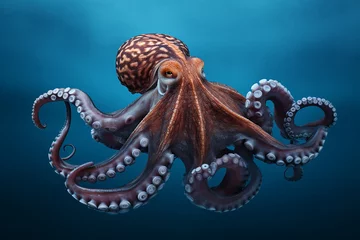 Fotobehang The enormous Pacific octopus, scientifically referred to as Enteroctopus dofleini, or previously Octopus apollyon, is commonly known as the North Pacific giant octopus. Generative AI. © Surachetsh