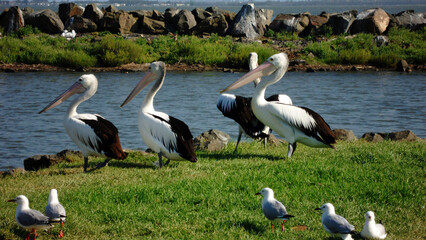 Australian pelican, Pelecanus conspicillatus is a large waterbird in the family Pelecanidaecan