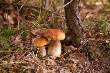 Two porcini mushrooms growing in pine tree forest at autumn season..