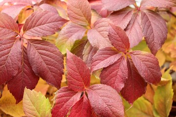 Background of rich autumn colors of yellow-crimson leaves of wild grapes