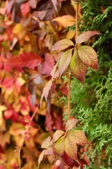 Background of rich autumn colors of yellow-crimson leaves of wild grapes