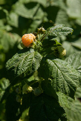 Branch with yellow raspberry in sunlight. Growing natural bush of raspberry. .
