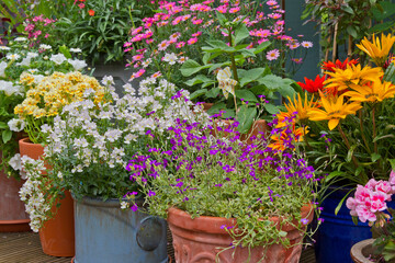 Various summer flowering flowers in pot, container gardening in display patio
