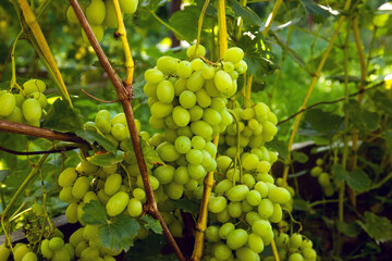 Bunch of green grapes in the garden.