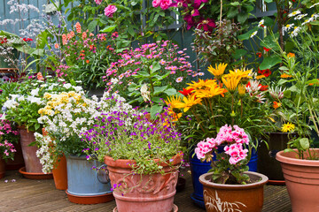 Fototapeta na wymiar Various summer flowering flowers in pot, container gardening in display patio