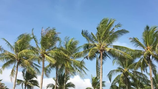 Beautiful palm trees in a row on the backgrounds with blue sky