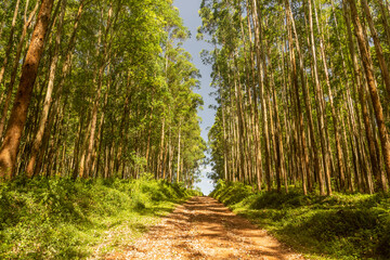 Path in a forest near Kericho, Kenya