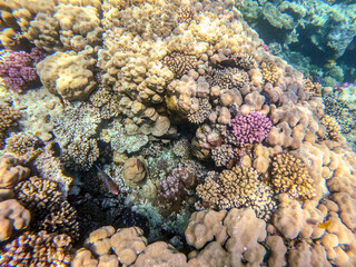 Underwater life of reef with corals and tropical fish. Coral Reef at the Red Sea, Egypt.