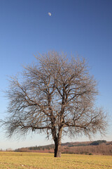 Obraz premium lone tree