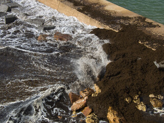 Invasão de algas no mar. Algas asiáticas. Alga castanha do mar do Japão e da Coreia. Ondas do mar empurrando as algas para a costa, invadindo as praias. Mar agitado arranca algas e deposita na costa.