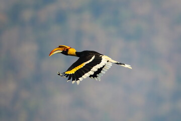 Fototapeta premium Hornbills fly into the forest to feed in the morning.