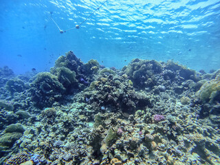 Underwater life of reef with corals and tropical fish. Coral Reef at the Red Sea, Egypt.