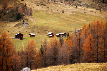 Autumn forest landscape with yellow folige