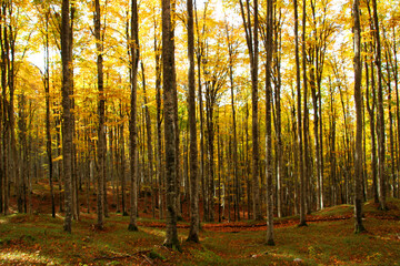 Fototapeta premium Autumn forest landscape with yellow folige