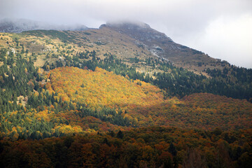 Fototapeta na wymiar Autumn forest landscape with yellow folige