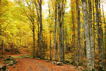 Autumn forest landscape with yellow folige