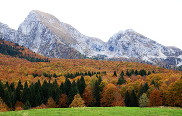 Autumn forest landscape with yellow folige