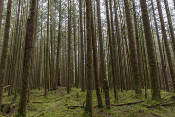 Tall towering lush trees covered in moss in an old growth forest along the Spirea Nature Trail in Golden Ears Provincial Park. Maple Ridge British Columbia