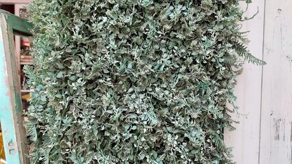 green plants with vintage wooden window design for interior decoration