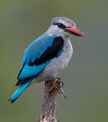 Woodland Kingfisher - Halcyon senegalensis - obrazy, fototapety, plakaty