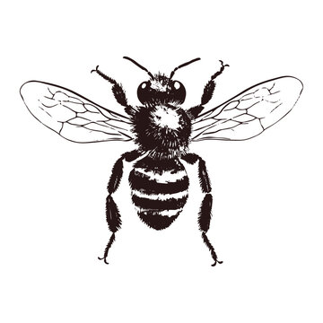 Honey bee black and White Vector illustration stamp isolated on white