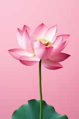 Lotus flower isolated in pink background