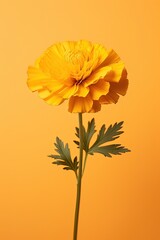 Yellow marigold flower with leaves isolated on yellow background
