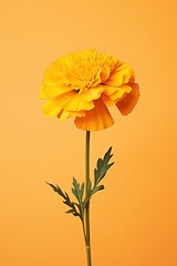 Marigold flower isolated on yellow background, Latin name Tagetes