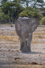 African elephant in Etosha National Park