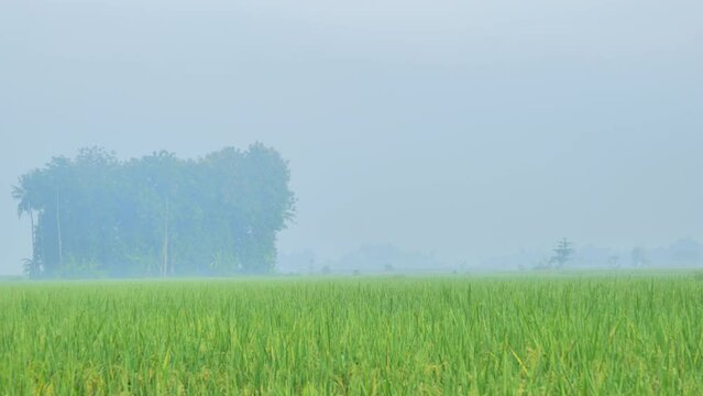 A grove of trees sits in the middle of the rice fields of rural Jember Indonesia on a misty morning