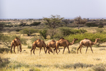 Naklejka na ściany i meble Camels near Marsabit town, Kenya
