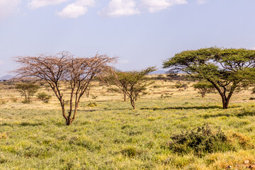 Fototapeta premium Landscape near Marsabit town, Kenya