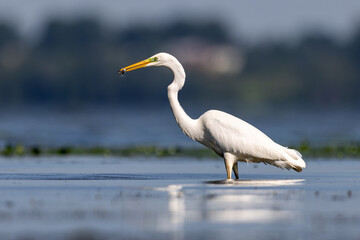 Czapla biała heron