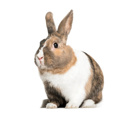 Rabbit in front of a white background, studio photography