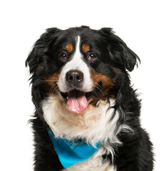 Close-up of Bernese Mountain Dog, Dog, pet, studio photography, cut out, Dog, pet, studio photography, cut out