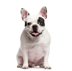Sitting French bulldog dog standing, cut out