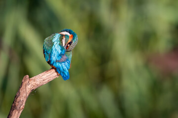 Zimorodek Kingfisher - obrazy, fototapety, plakaty