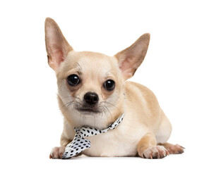 Obraz premium Portrait of a Chihuahua Dog lying down in front, cut out