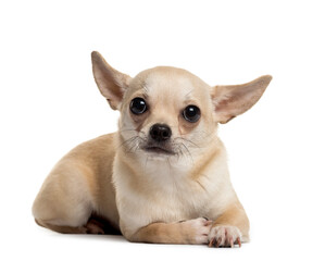 Obraz premium Portrait of a Chihuahua Dog lying down in front, cut out